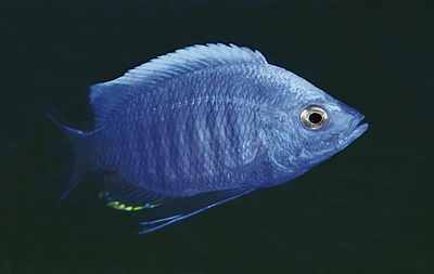 Copadichromis quadrimaculatus 'Tsano Rock'